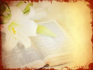 Lily Easter Wallpaper Background