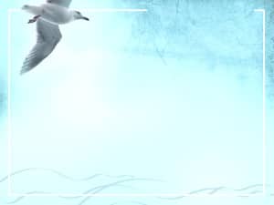 Seagull Worship Background