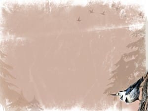 Bird Background