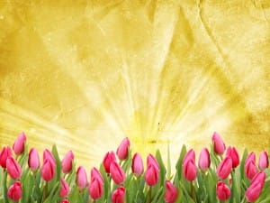 Tulip Background Template