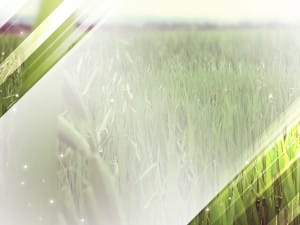 Grassy Field Worship Background