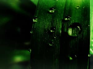 Grass Background