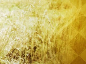 Wheat Field Worship Background