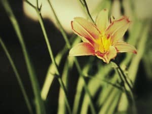 Creation Testifies Worship Background