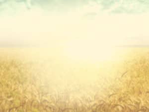 Field of Grain Worship Background