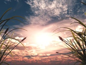 Sunset Through Reeds Ministry Worship Background