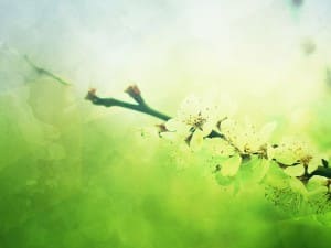 Spring Blossoms Mother's Day Worship Background