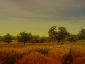 Golden Fields Church Background
