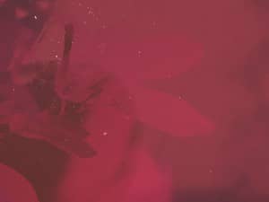 Burgundy Fall Church Background