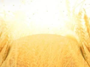Golden Grains Harvest Worship Still