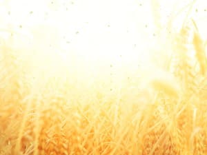 Golden Grains Harvest Church Background