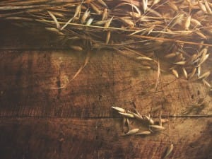 Joy of Harvest Religious Background