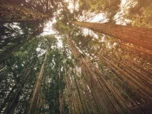 Skyward Trees Ministry Wallpaper