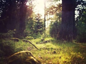 Green Woodland Christian Background