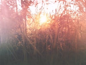 View Through Overgrown Grass Church Still