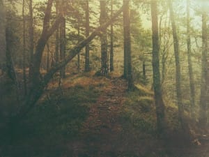Secret Woods Church Background