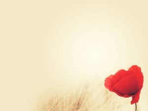 Remembrance Day Poppy Religious Background