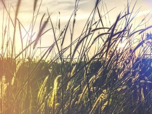 Kingdom of Heaven Wheat Church Worship Background