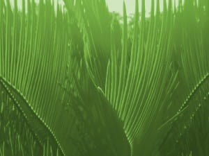 Palm Sunday Hosanna to the King Church Worship Background