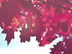 Autumn Leaves Worship Background