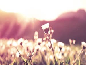 Blooming Dandelion Flower Church Worship Background