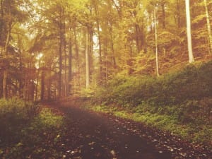 Fall Forest Trail Worship Background