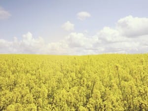 Field of Flowers Church Worship Background