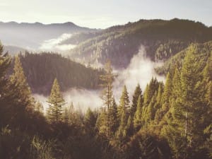 Forest Myst Through the Mountains Worship Background
