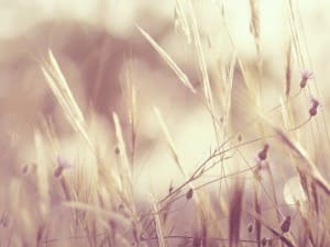 Vintage Field Church Worship Background