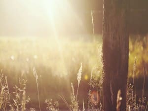 Wooden Post in the Field Worship Background