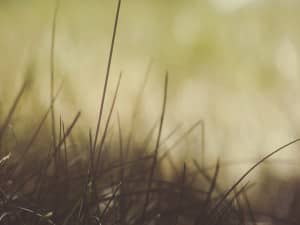 Gentle Blades of Grass Worship Background