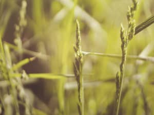 Green Field Church Worship Background