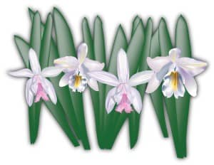 Cattleya Orchids for Tropical Celebration
