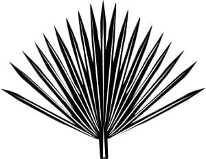 Single radiating Palm Frond