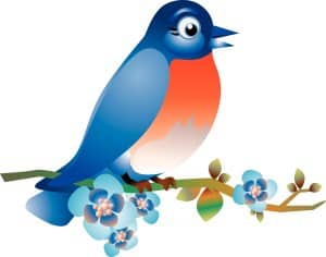Blue Bird on a Limb