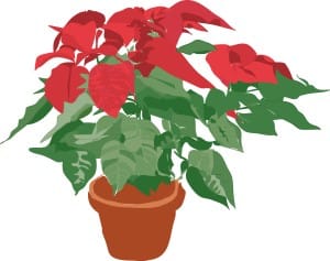 Potted Poinsettia Plant