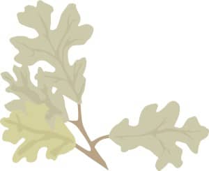 Oak Leaves lower left corner