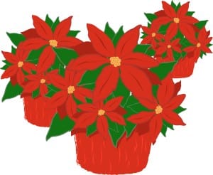 Trio of Poinsettia Plants