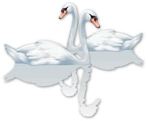 Two Swans with Reflections