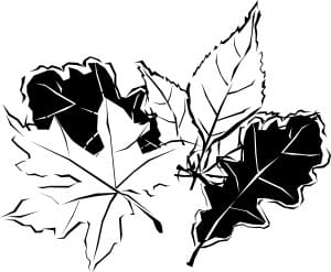 Black and White Autumn Leaves