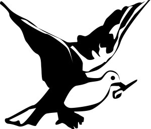 Black and White Dove