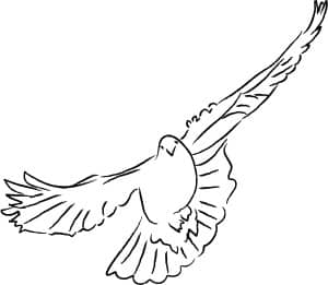 Dove Facing Forward