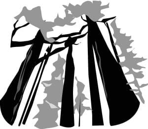 Tall Trees