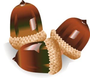Three Shiny Acorns
