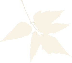 leaves on Branch Fall