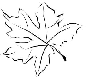 Line Art Fall Leaf