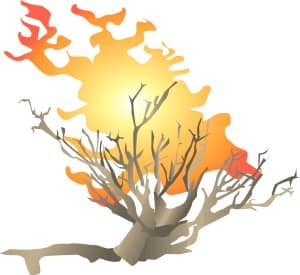 The Burning Bush of Mt. Sinai