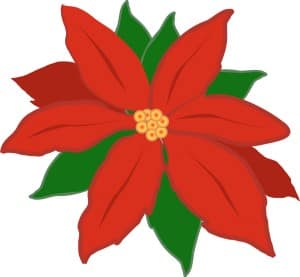 Red Poinsettia Flower
