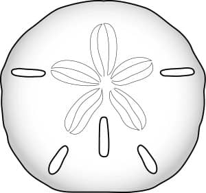 Sand Dollar
