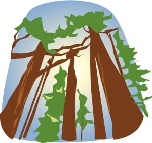Towering Redwoods